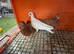 Young Pigeons for Sale