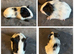 X8 baby boy guinea pigs