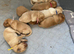 Kc reg pedigree fox red Labs the last 3 females for sale