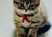 Persian x BSH kittens ready now