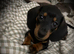 Black and Tan boy