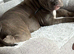 Staffy pup 12week old