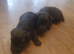 6 Cocker Spaniel puppies