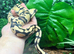Yellow Belly Fire Desert Ghost Royal Python at Birmingham Reptiles