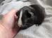 Black and white Roan guinea pig sow