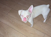 Pink french bulldog