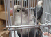 Dbblue/ slate ficher lovebirds