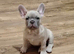 Meet Blue, our handsome French Bulldog boy!
