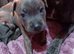 3 Beautiful blue staffie puppies for sale x1boy x2 girls