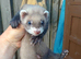 EU X black hybrid polecats