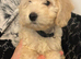 3 cockapoo puppies ready to go