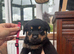 Stunning Rottweiler puppies