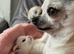Miniature Chihuahua puppies for sale x1 girl x2 boys