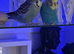 Pair of breading budgie