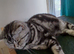 Bsh.kitten boy looking for new home now.