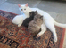ADORABLE KITTENS FOR THEIR FOREVER HOMES