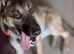 German/ Dutch shepherd x border collie