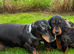 Dachshund x Cocker Spaniel
