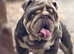 1 male available Eddie proven stud