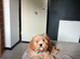 Male Cava Tzu Puppy