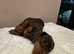 Experienced Choc & Tan Mini - KC Reg & DNA CLEAR