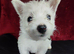 West highland white terrier
