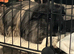 Long Guinea pigs