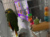 Orange wing Amazon parrot