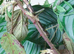 Nuichua Rabaeyae Nymphs 5-10 Approx. Vietnamese + Annam Stick Insect 10-15 Nymphs - Vietnamese