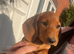 Miniature Dachshund Boy