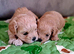 F1 teacup asian Maltipoo