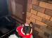 Jack Russell x frenchie