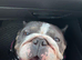 gorgeous female english bulldog
