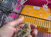 Day old serama chick one left and two black Pekin bantums
