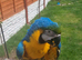 Blue and gold macaw