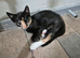 Exquisite Maincoon x Siamese Kittens Ready Now.