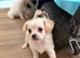 Beautiful long coat male chipoo