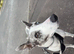 One blue one brown eye lurcher