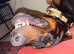 Kobie- 3 year old Gentle Giant