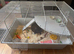 Friendly grey & white baby male mouse with cage