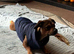 Beautiful Young Male Dog (Scooby)