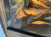 Male and female bearded dragon