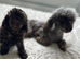 chocolate toy poodles