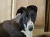 Greyhound bitch