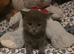 Reduced-Mainecoon cross ready now