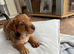 INTRODUCING OUR ADORABLE JACK RUSSELL PUPS