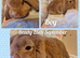 Mini lop kits. vaccinated &health checked.