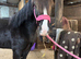 Gorgeous black section D mare