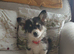 Kc reg Corgi fully vaccinated ready now