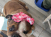 Margaret The English bulldog